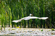 White heron during the hunt for fish