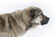 The head of a Caucasian shepherd, a gray dog, side view