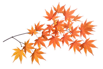 japanese maple branch