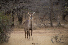 Portrait Of Deer Standing On Field In Forest At Selous Game Reserve