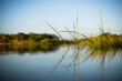 © Cavan Images - Marsh scenery under clear sky, Nantucket, Massachusetts, USA