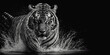 Front view of Tiger isolated on black background. Black and white portrait of tiger. Predator series. digital art	