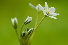 White Grass Lily  Flowers