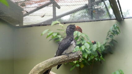 Wall Mural - Bucerotiformes|Bucerotidae|Lophoceros|Crowned hornbill|非洲犀鳥|冕弯嘴犀鸟