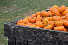 Pumpkins In A Crate On A Nj Farm