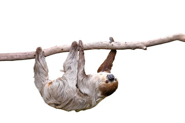 Wall Mural - Cute two-toed sloth hanging on tree branch isolated on transparent background png file