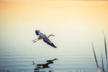 heron at sunset