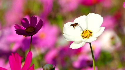 Wall Mural - Beautiful cosmos  flowers and bee in the garden, outdoor  Chiangmai Thailand