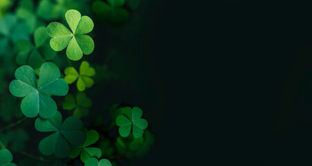 clover leaves for green background with three-leaved shamrocks. st patrick's day background, holiday
