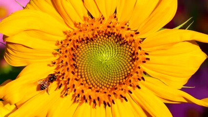 Wall Mural - Sunflower with bee in the field , countryside Lumphun Thailand.