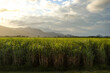 Sugar cane fields at golden hour, with the sun setting over hills in the distance — Cairns, Far North Queensland, Australia