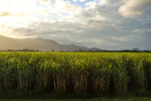 Sugar Cane Fields At Golden Hour, With The Sun Setting Over Hills In The Distance — Cairns, Far North Queensland, Australia