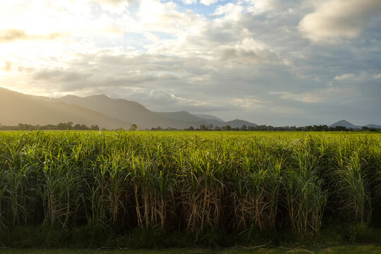 sugar cane fields at golden hour, with the sun setting over hills in the distance — cairns, far nort