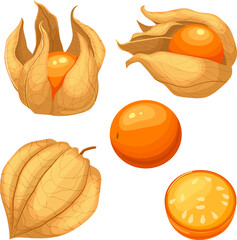 Sticker - physalis orange fruit fresh set cartoon. nature berry, food ripe, sweet yellow, exotic healthy, diet plant, cape physalis orange fruit fresh vector illustration