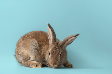 Wall Mural - Front view of brown cute baby rabbits on blue background , Little cute rabbits sitting with Lovely action on blue