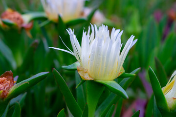 Canvas Print - Field of hottentog-fig with Mediterranean sea in the background at sunset. Carpobrotus edulis. 