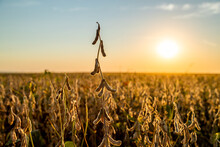 A Closeup Of A Ripe Soybean Plant On A Farm, A Picturesque Scene