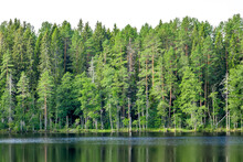 Green Forest On The Lake Shore