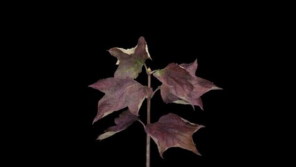 Wall Mural - Time lapse of drying Acer tree leaves with ALPHA transparency channel isolated on black background, 4K
