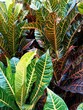 Colorful tropical garden plants with overlapping patterned leaves in green, yellow and red