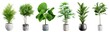 canvas print picture - Collection of beautiful plants in ceramic pots isolated on transparent background. 3D rendering.