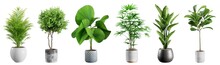 Collection Of Beautiful Plants In Ceramic Pots Isolated On Transparent Background. 3D Rendering.