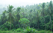 Tropical landscape of a coconut grove under heavy rain during the monsoon
