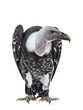 Young adult Rüppell's griffin vulture  sitting full body facing front. Head down and turned to the side. Isolated cutout on transparent background.