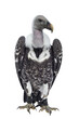 Young adult Rüppell's griffin vulture  sitting full body facing front. Head up and 45 degrees turned to the side. isolated cutout on transparent background.