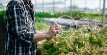 Man Hands Gardening Lettuce In Farm  With Growth Process And Chemical Formula On Green Background. With VR Icon