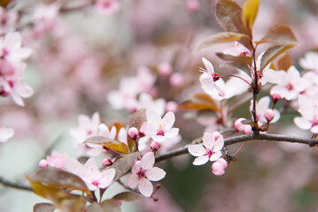 Poster - spring flowering tree, pink flower, flowers without leaves, background, selective focus, shallow depth of field	