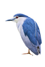 Black-crowned Night Heron Isolated (Nycticorax Nycticorax)