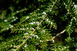 © Cavan Images - Hemlock Woolly Adelgids coat the needles of an infected Hemlock tree in Asheville, NC.