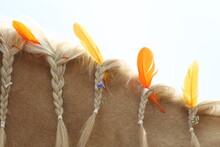  Domestic Horse Braided Mane Decorated With Feather On The Neck