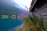 Fototapeta  - Close up of purple flowers of Chamaenerion angustifolium growing next to wooden house by lake. Oppstrynsvatn (Strynevatnet, Strynevatn) lake in municipality of Stryn in county of Sogn og Fjord, Norway