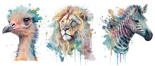 Safari Animal Set Zebra, Ostrich And Lion In Watercolor Style. Isolated Vector Illustration