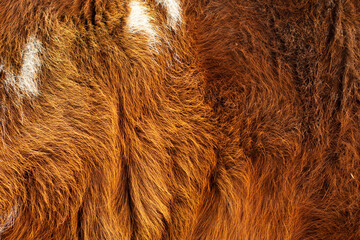 Cow's fur close up