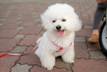 White Miniature Schnauzer Puppy