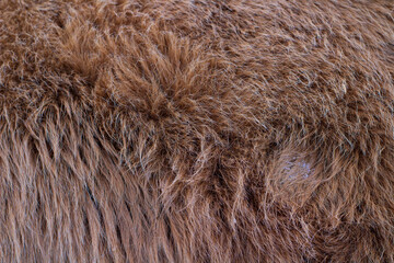 cow's fur close up