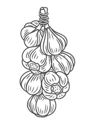 Wall Mural - Garlic bunch line icon vector illustration. Hand drawn outline braid of garlic bulbs hanging on rope, plait of vegetables harvest with string for storage in kitchen, raw ripe food ingredient