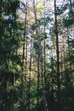 Fototapeta Las - trees in the forest