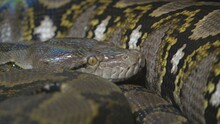 Close Detail Of Head And Body Of Reticulated Python (Malayopython Reticulatus)