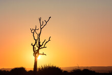 Tree Silhouette During Stunning Cloudless Colorful Sunset