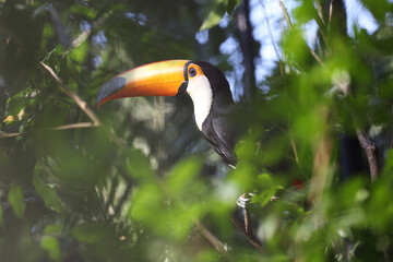 Wall Mural - The toco toucan bird on the wood tree