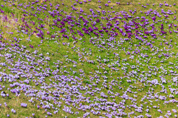 Canvas Print - Purple crocus flowers on the lawn at spring