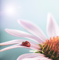 Wall Mural - red ladybug on Echinacea flower, ladybird creeps on stem of plant in spring in garden in summer