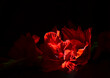© Tetiana - Black background. Red beautiful flower in the center.