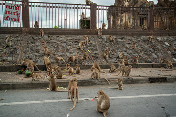 Canvas Print - THAILAND LOPBURI MONKEY