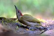 Dzięcioł zielony (Picus viridis), młody ptak