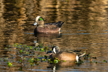 duck on a lake